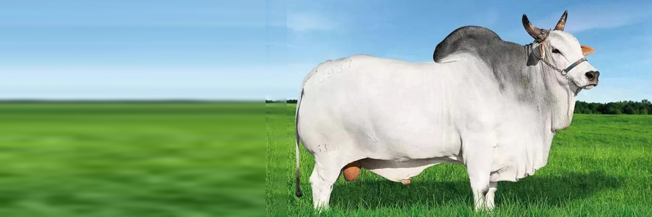 Touro Nelore PO branco em pastagem